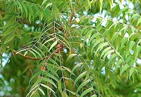 Neem